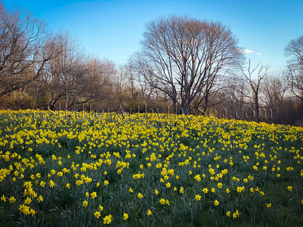 Daffodil Days, Ballard Park, Newport