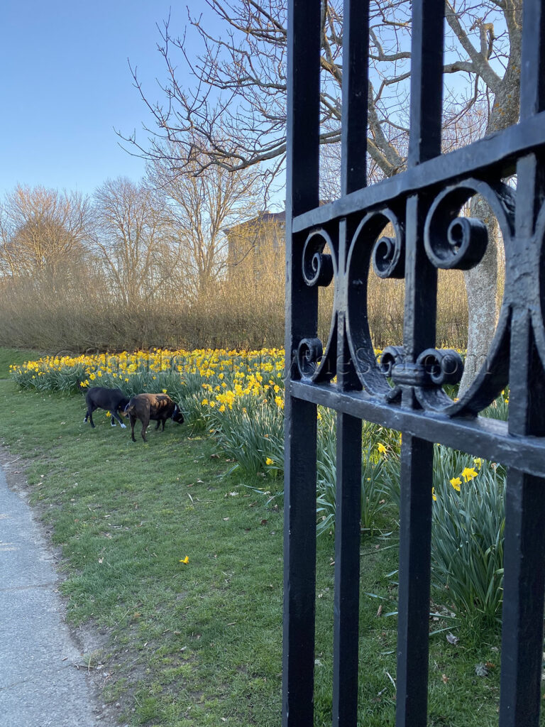 Daffodil Days, Cliff Walk, Newport, Rhode Island