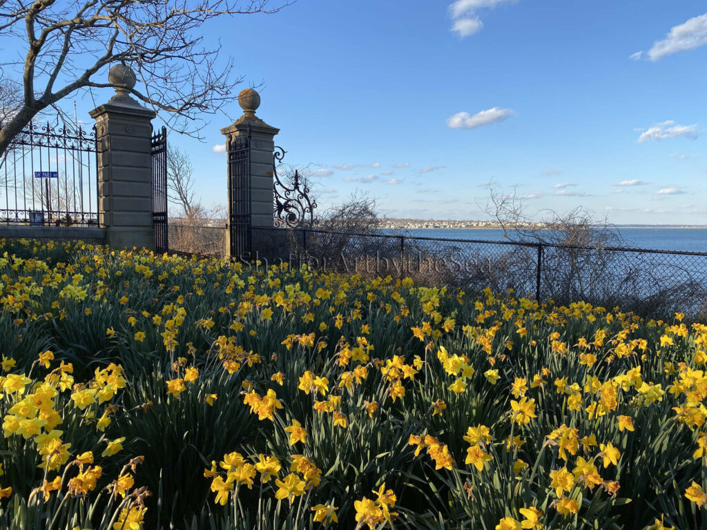 Daffodil Days on the Cliff Walk, Newport, Rhode Island Jessica