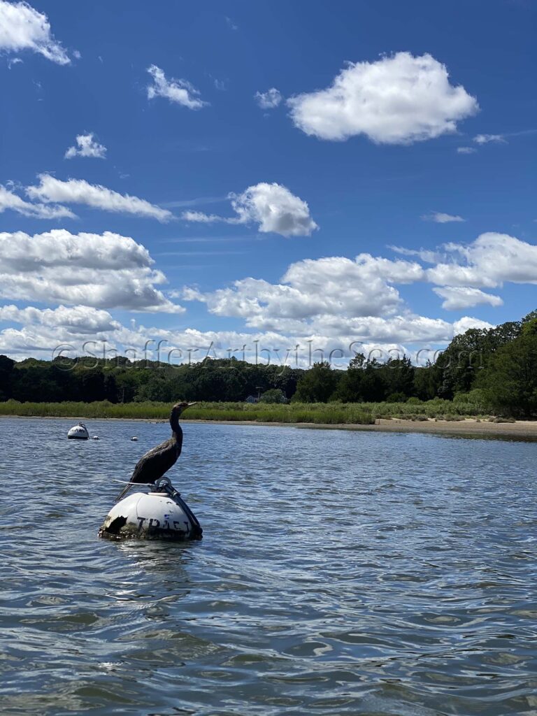 Cormorant in Mill Cove