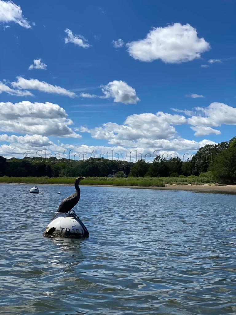 Cormorant in Mill Cove