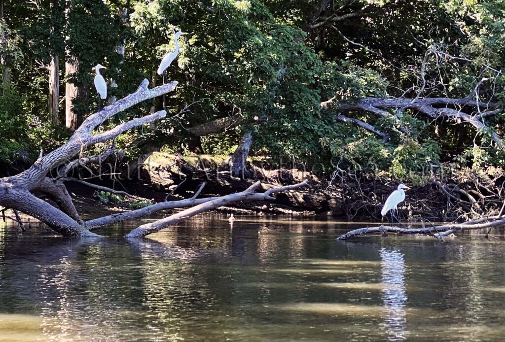 Egrets on Mill Cove