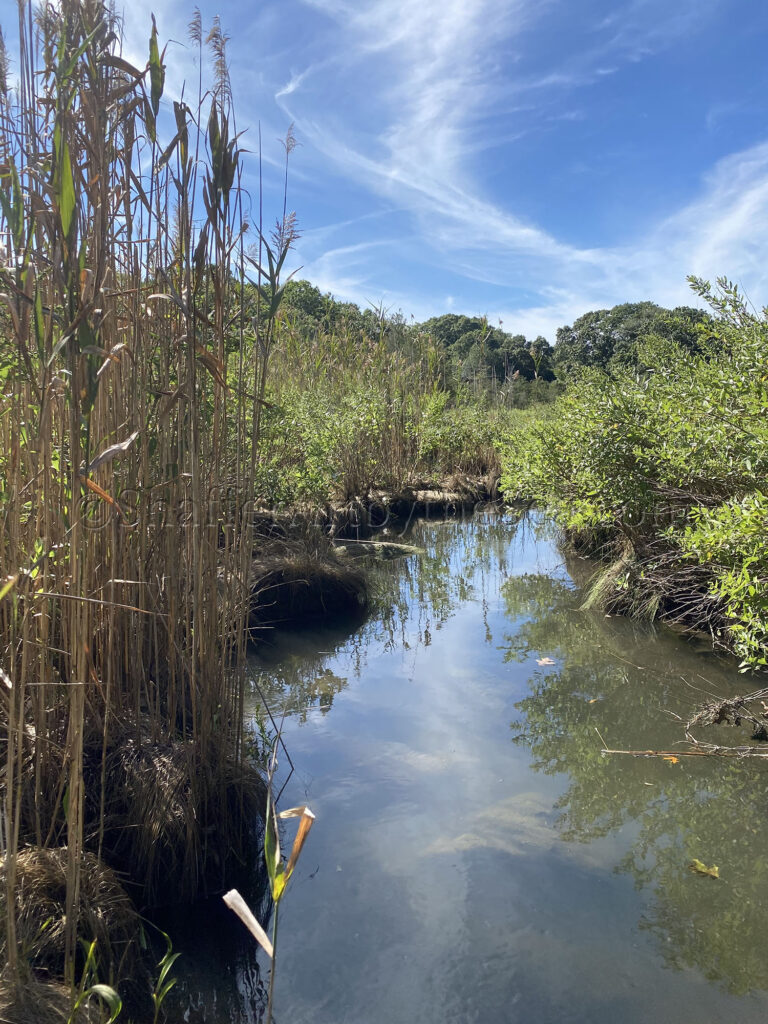 Salt water marsh, Rome Point