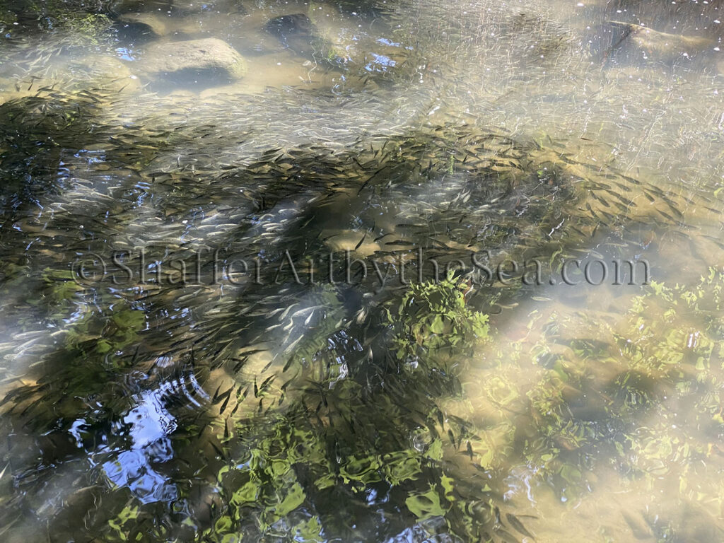 Schooling fish, Rome Point, Rhode Island