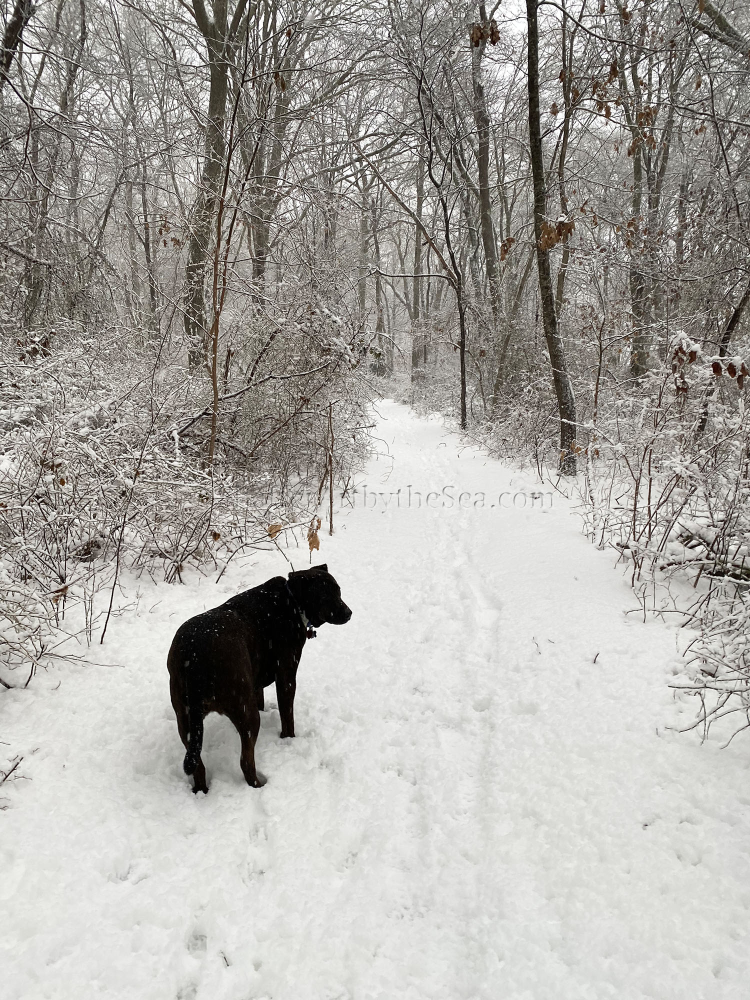 Plein Air Painting a Snowy Stream – Jessica Shaffer Fine Art