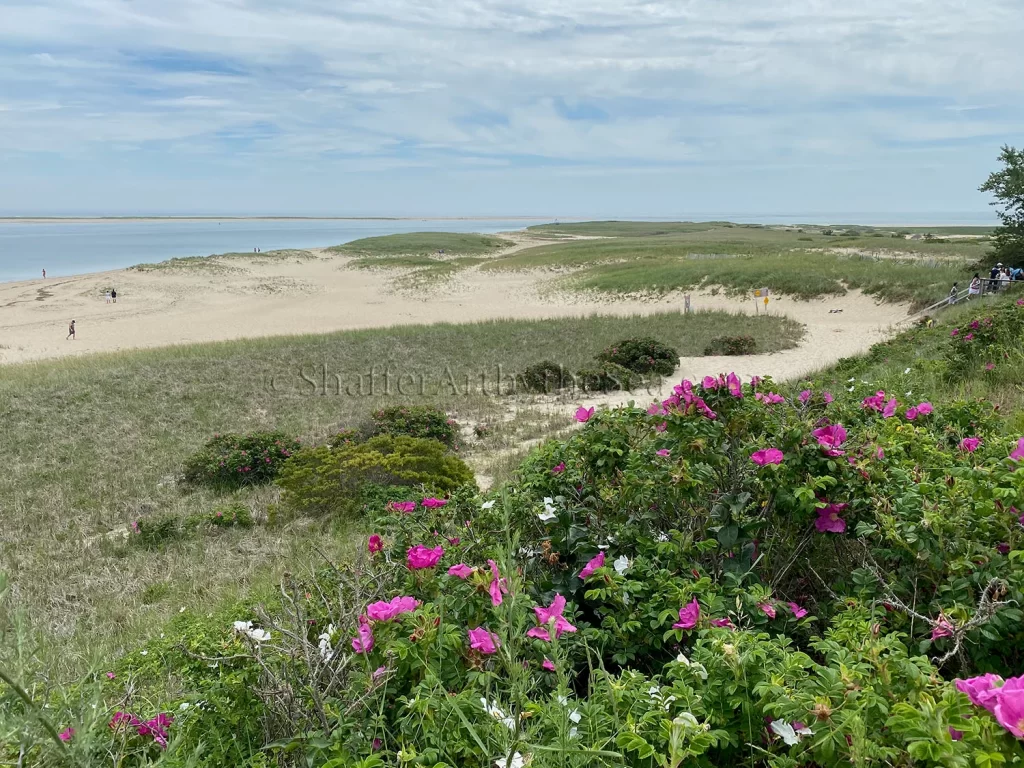 Cape Cod National Seashore