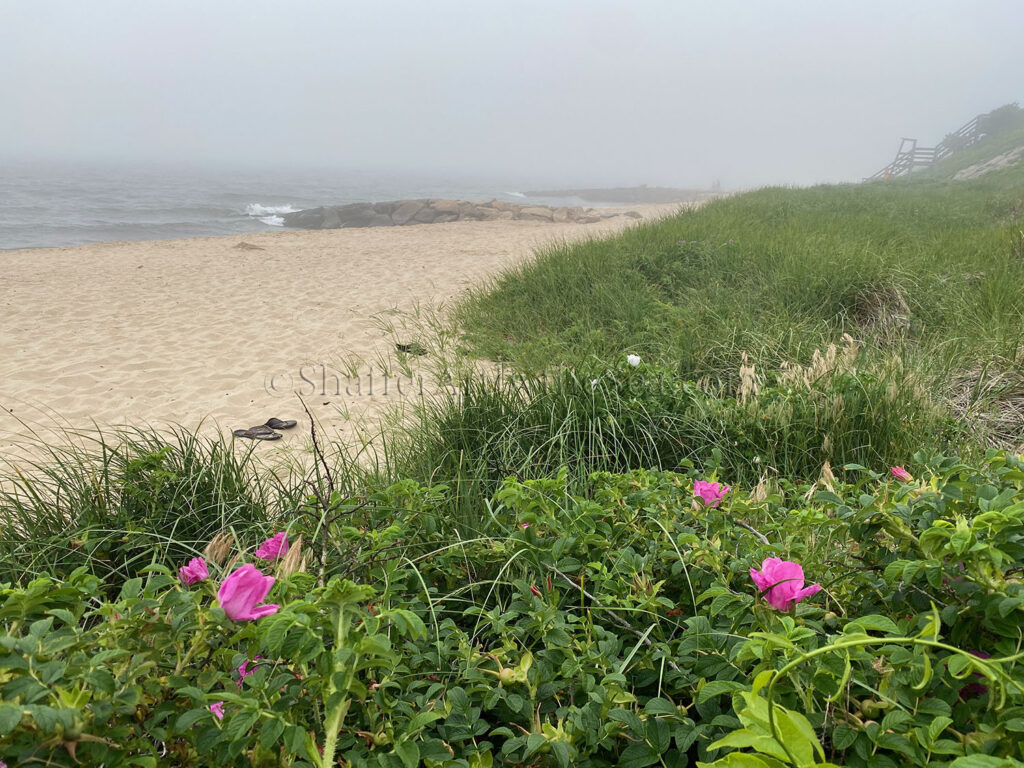 Sea Street Beach, Cape Cod