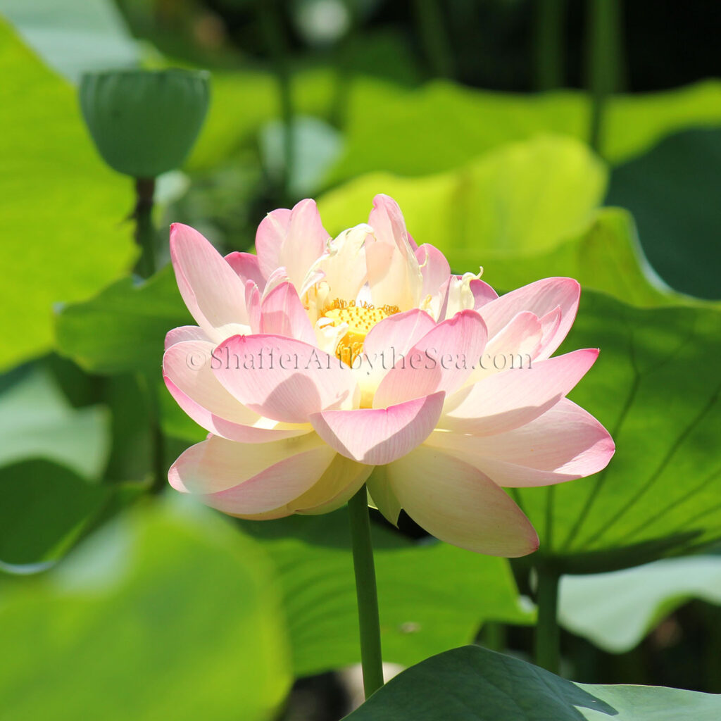 Lotus Pond, Wickford, Rhode Island