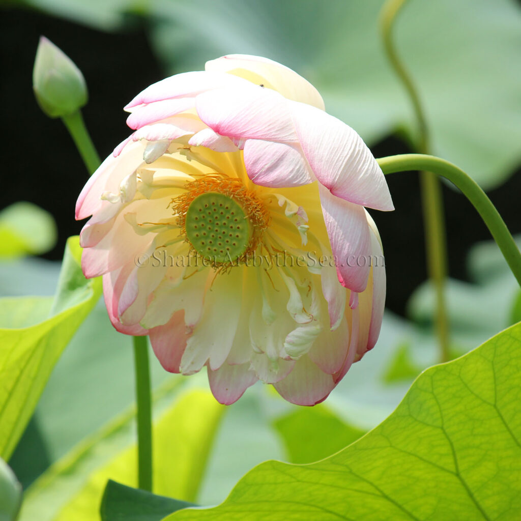 Lotus Pond, Wickford, Rhode Island