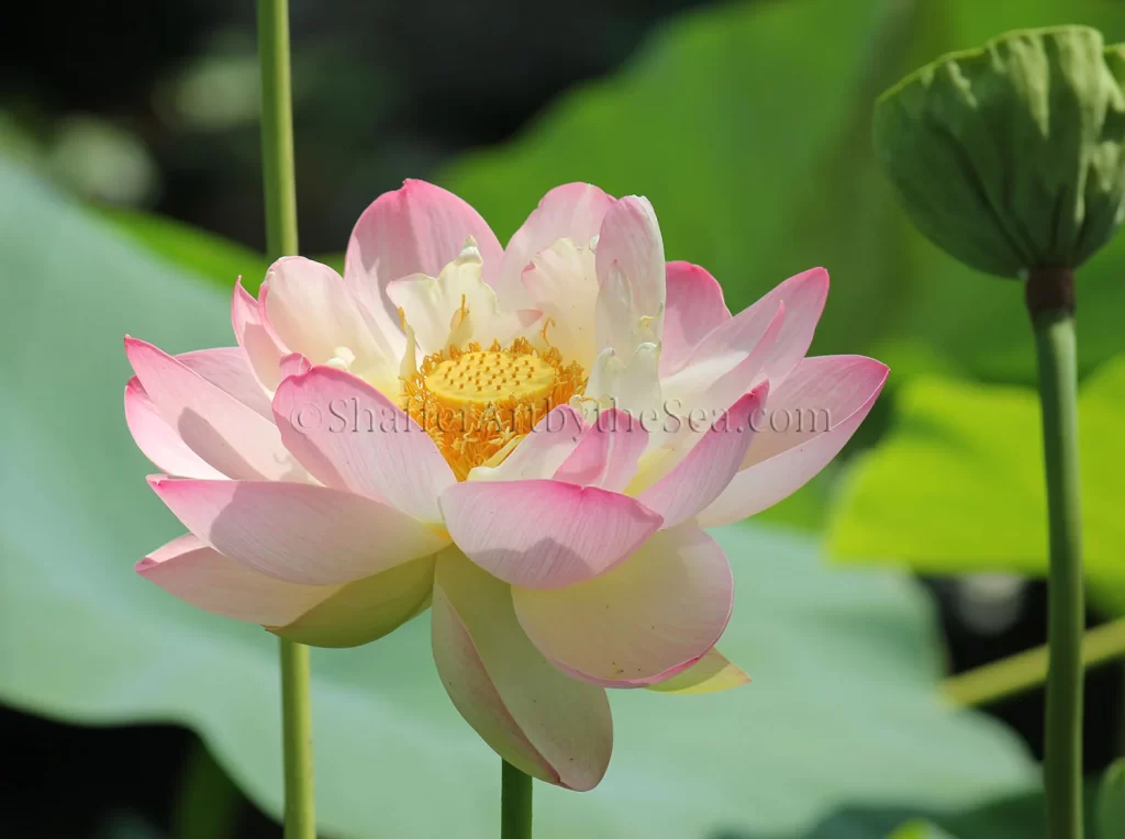 Lotus Pond, Wickford, Rhode Island