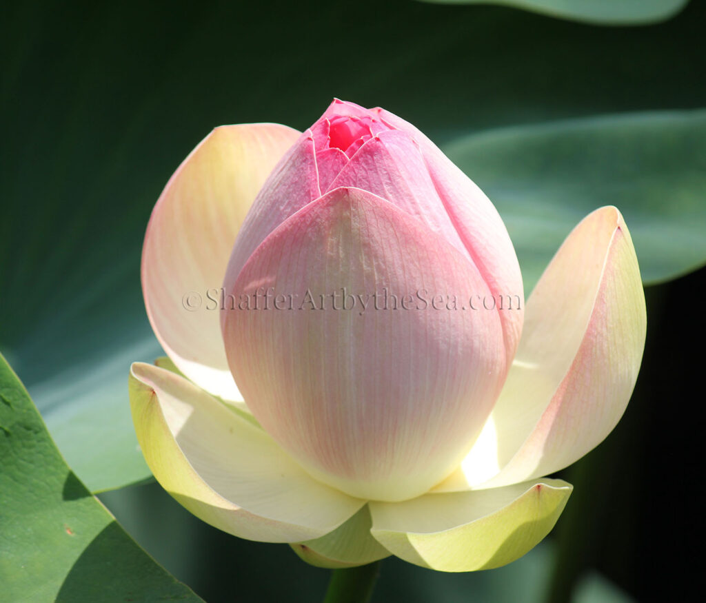 Lotus Pond, Wickford, Rhode Island