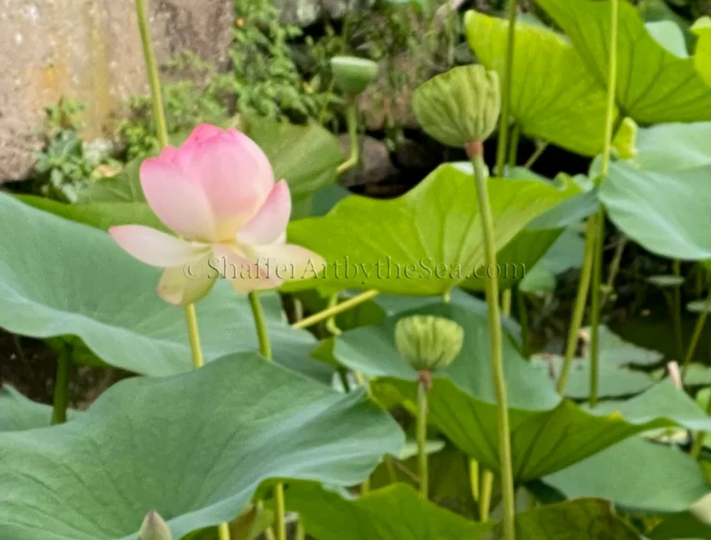 Lotus Pond, Wickford, Rhode Island