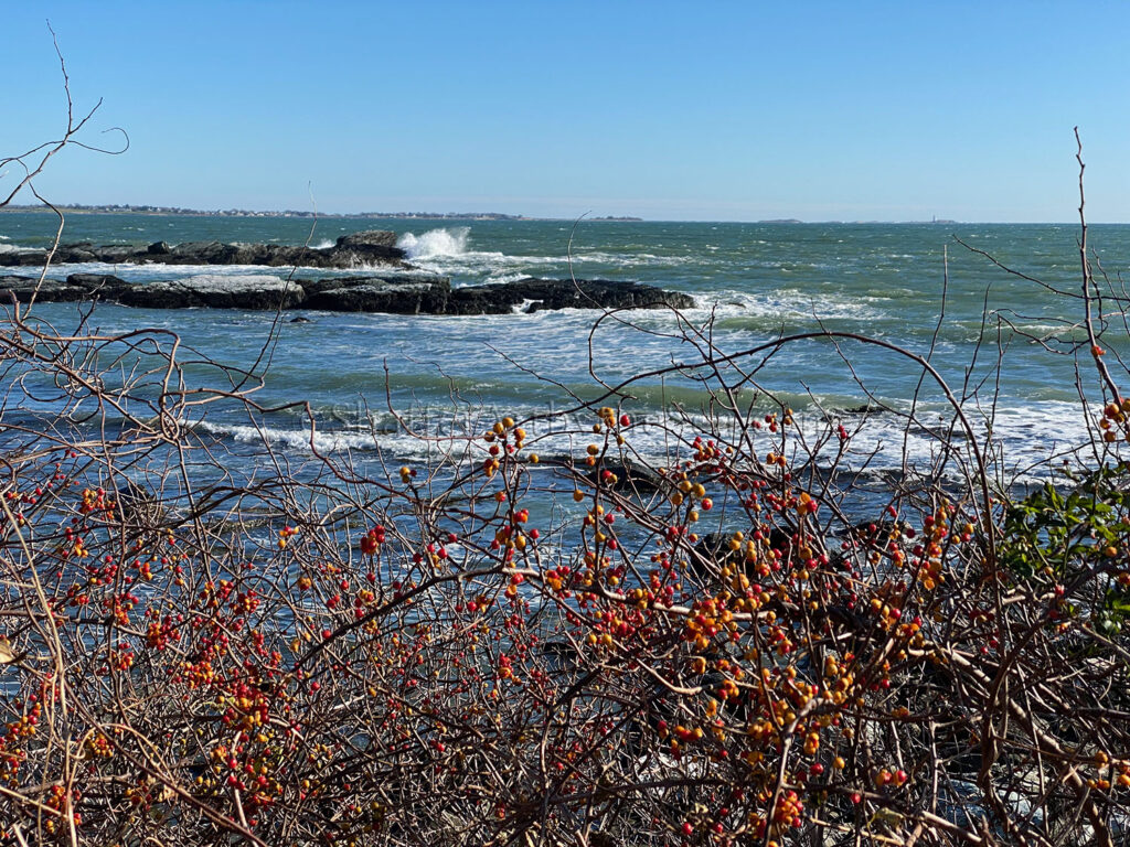 Winter berries at Sachuest Point