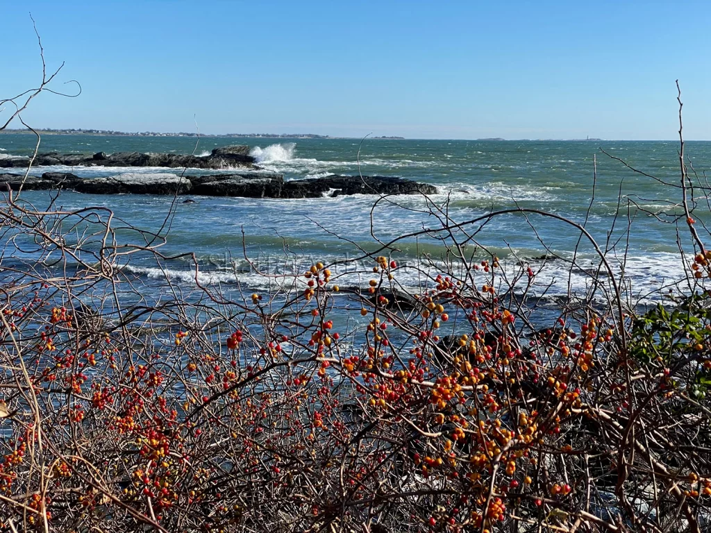 Winter berries at Sachuest Point