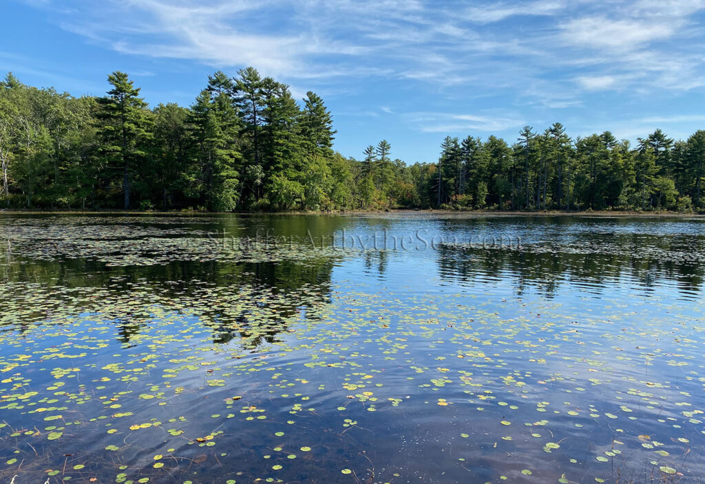 Tillinghast Pond