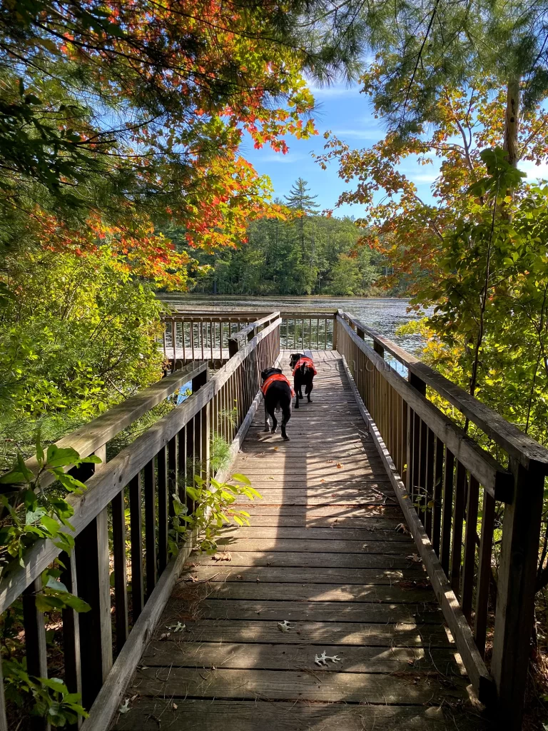 Tillinghast Pond lookout platform