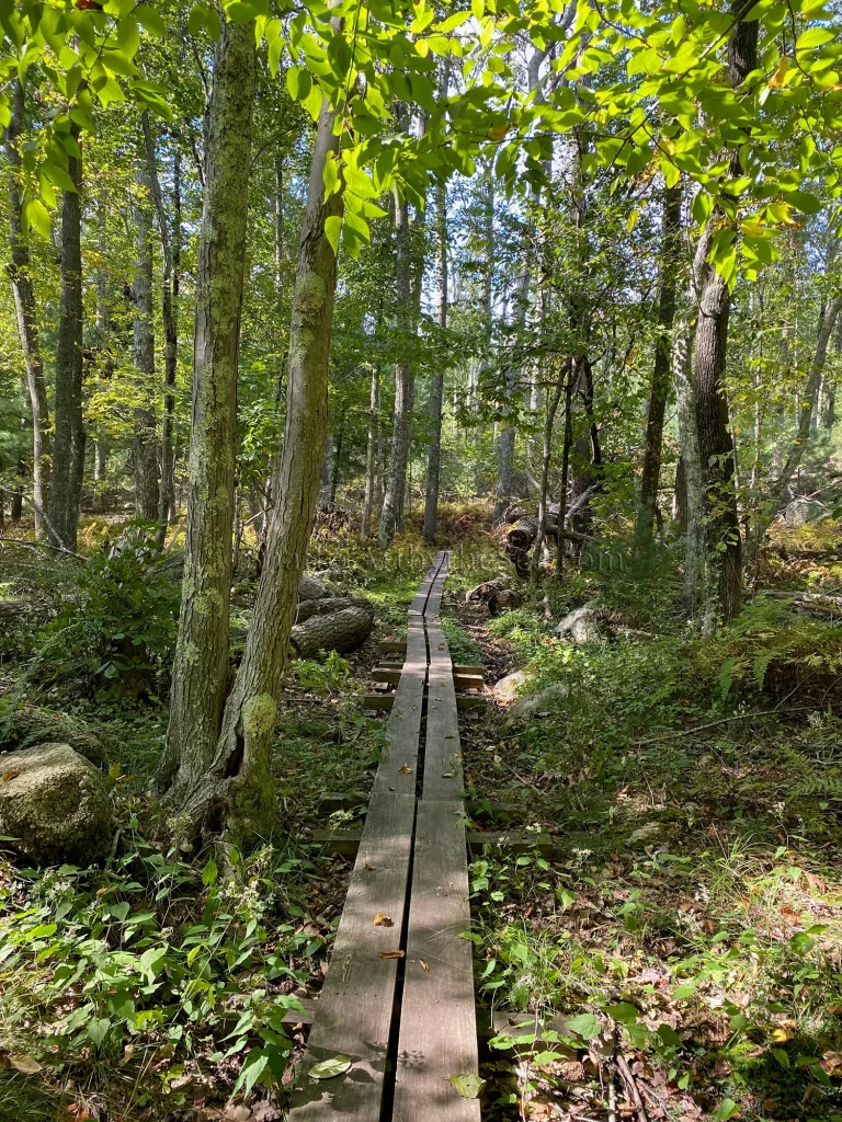 Tillinghast Pond boardwalks