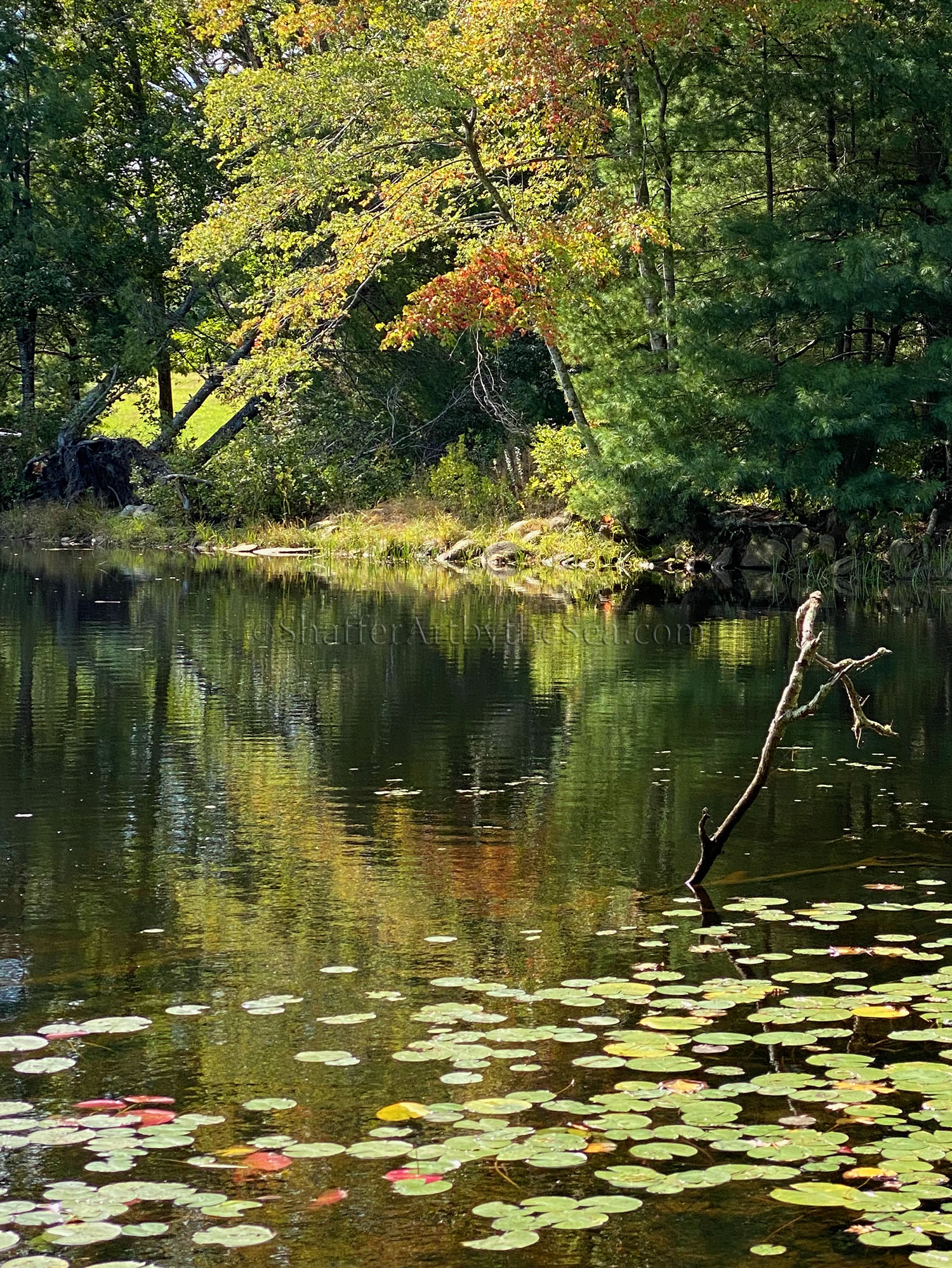 Dog Walk At Tillinghast Pond Management Area, Rhode Island - Jessica 