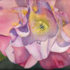 watercolor painting of pink Camellia flower