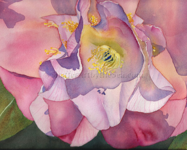 ‘Pink Camellia’ watercolor painting inspired by Norfolk Botanical Garden