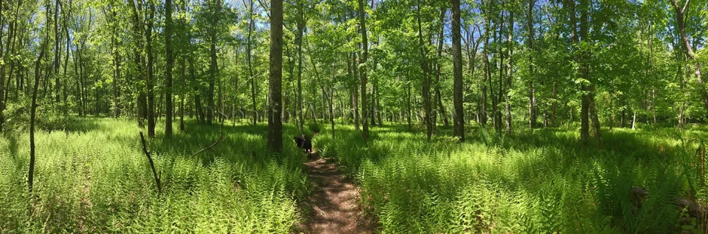 King Benson Preserve