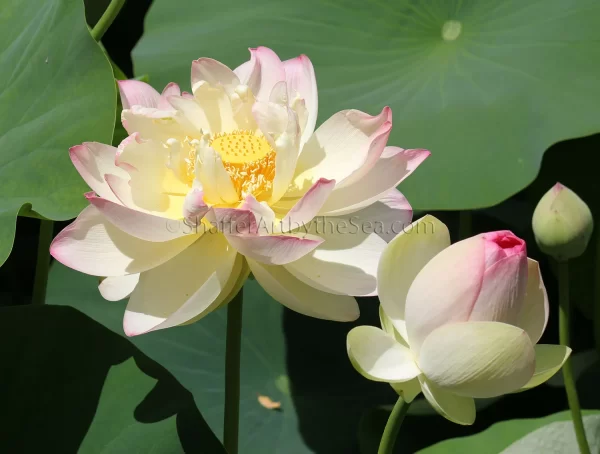 Lotus flowers