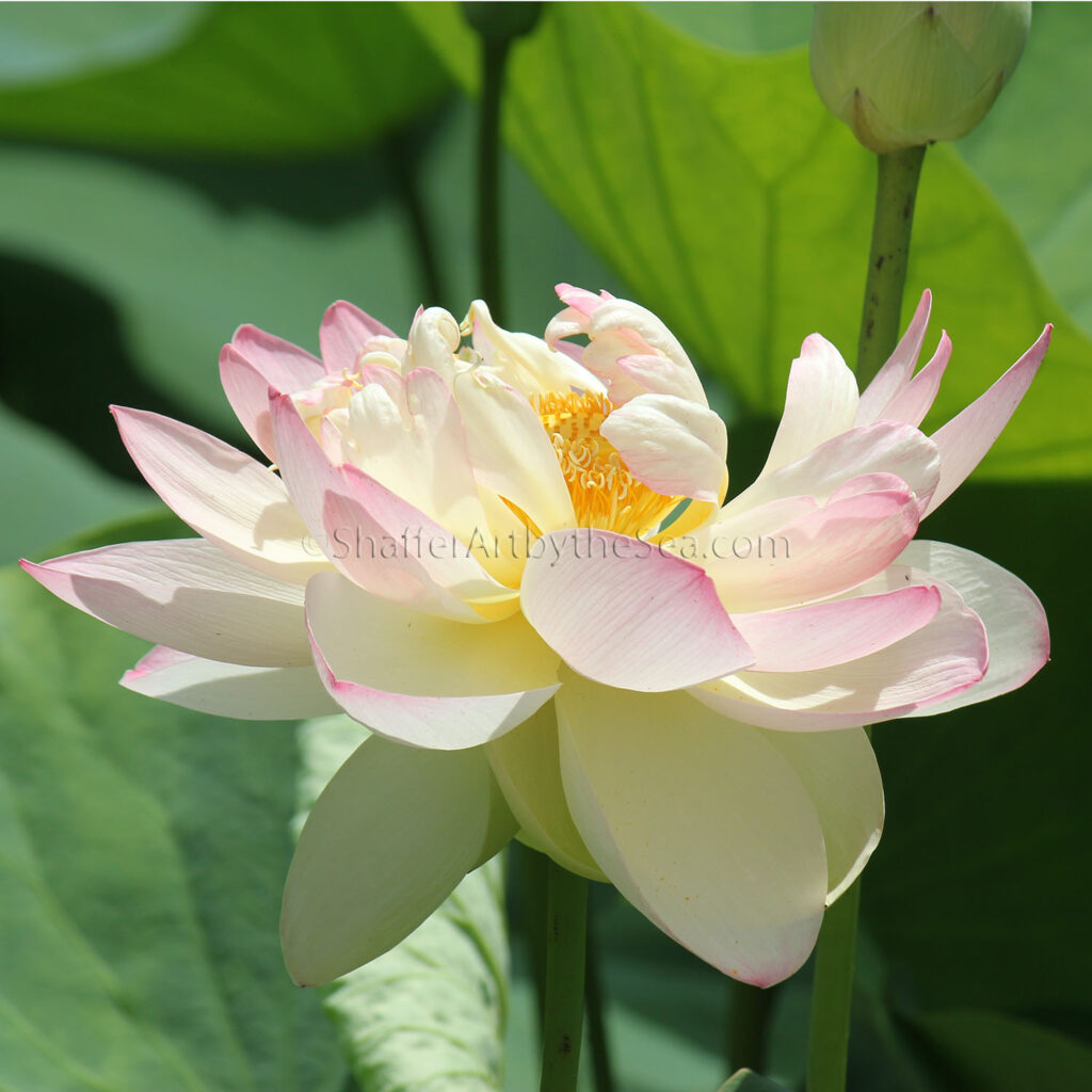 Lotus flower