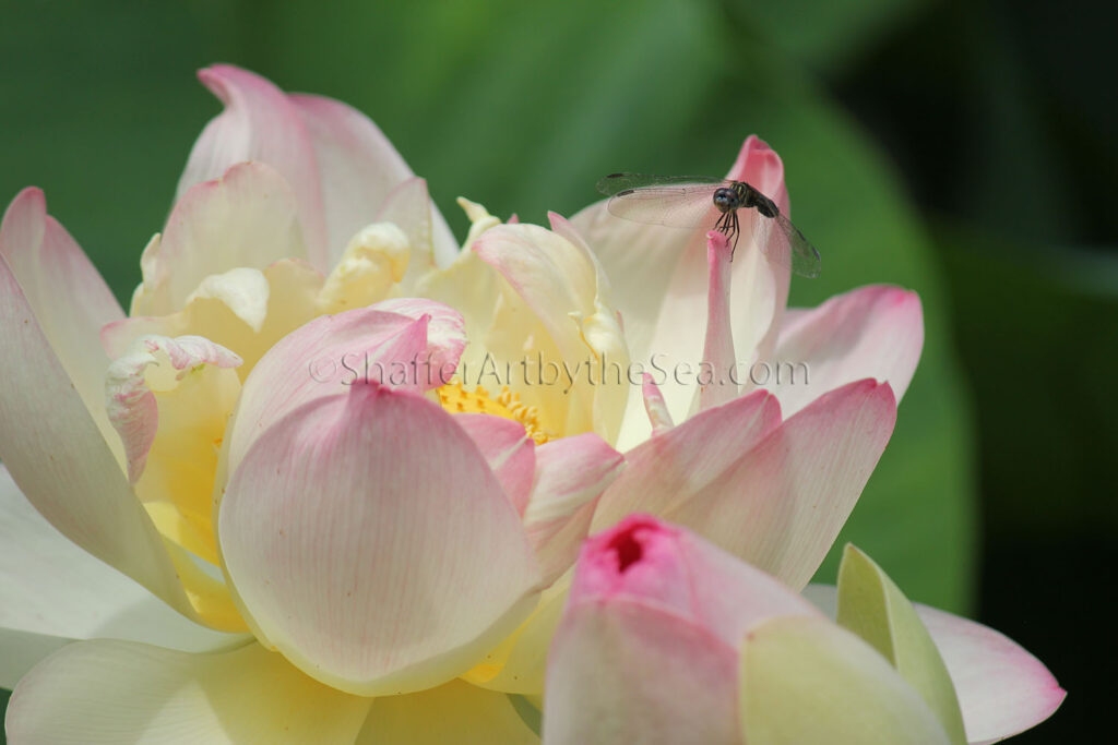 Dragonfly on Lotus Flower