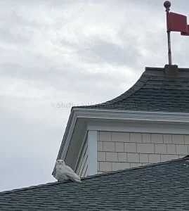 Snowy Owl on North Beach Pavilion