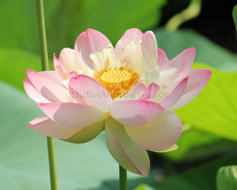 Read more about the article Lotus Flower Painting at North Kingstown Lotus Pond