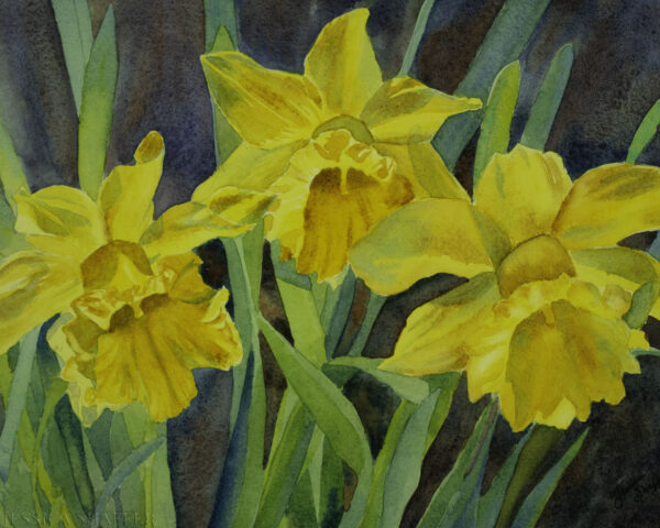 Daffodil Sunshine: daffodils watercolor painting | 11 x 14 inches