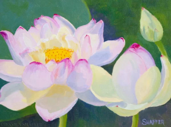 Oil painting of lotus flower at Wickford lotus pond in multiple stages for from bud to blossom by Rhode Island artist Jessica Shaffer