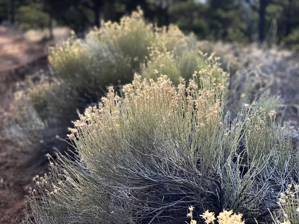 Dale Balls Trail, Santa Fe, New Mexico