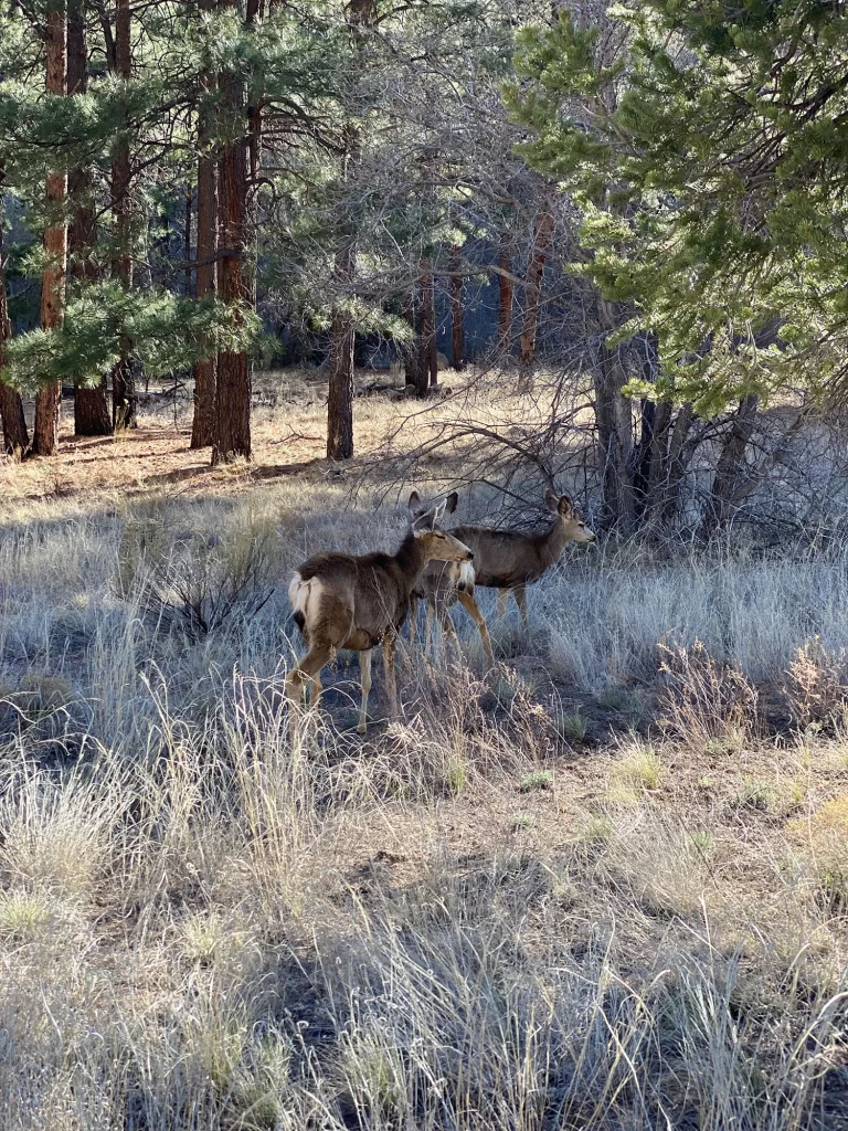 Bandelier National Monument