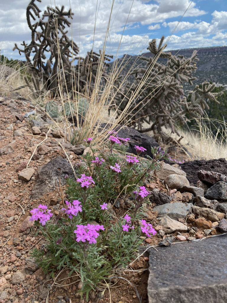 Pink wildflowers along the Blue Trail Los Alamos, New Mexico