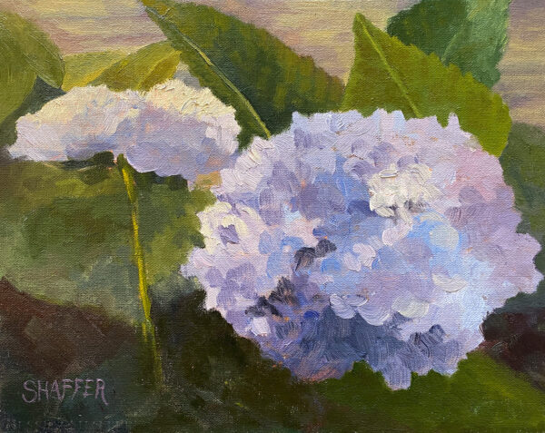 Small oil painting of blue hydrangeas in the garden by artist Jessica Shaffer. 8 x 10 inches